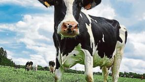 Tipperary farming: disappointment as Lakeland holds June milk price