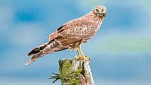 EU court set to rule on €80m Keeper Hill windfarm plan at Silvermines