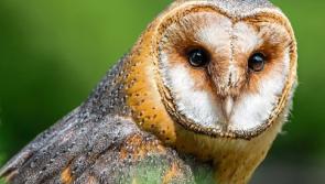 Tipperary a stronghold for Barn Owls - Have you seen any of these wise guys about?