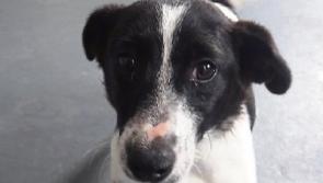 Kilsheelan Dog Pound closes following health and safety checks