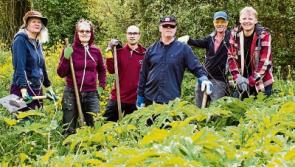 Programme to tackle the scourge of Giant Hogweed on Suir Island in Clonmel