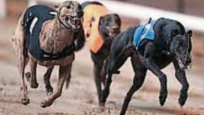 Clonmel greyhound track fundraiser for St. Mary's Hurling and Camogie club