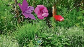 Spectacular Clonmel garden will be open for fundraiser for two worthy causes