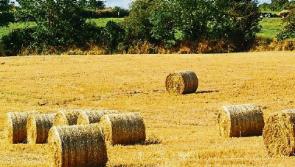 Tipperary farming: groups welcome fodder growing scheme to tackle drought effects