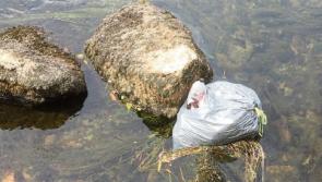 River Suir in Clonmel is 'moderately littered', new survey finds