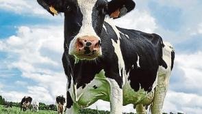 Tipperary farming: Glanbia and Kerry to pay 32cpl for July milk