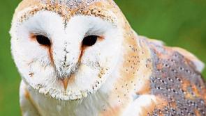 Cabragh Wetlands: The barn owl - will it survive?