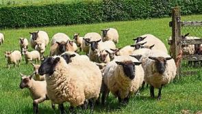 Tipperary farming: EID issues 'have not gone away'