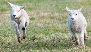 Tipperary farming: North lamb influx 'hitting prices from farmers down south'