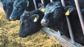 Tipperary farming: crisis-hit farmers welcome fodder import scheme