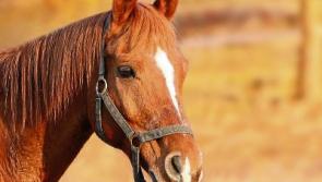 Riverside walk from Clonmel to Kilsheelan will support Riding for Disabled group