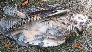 National Parks & Wildlife Service investigates shooting of protected bird near Clonmel