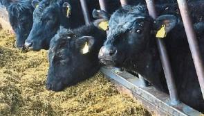 Tipperary farm leaders condemn fodder supplement theft outside Nenagh