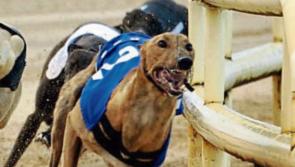 De Lahdedah is now 6/1 from 12/1 To win the BoyleSports Irish Greyhound Derby
