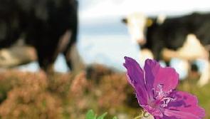 Tipperary farmer shortlisted for Farming for Nature award