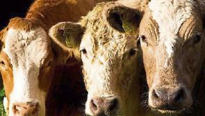 Tipperary IFA to host cattle crisis meeting in Nenagh