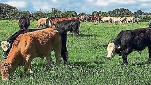 Tipperary farmers urged to put a step in their spring by being prepared for 2019