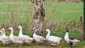 Take a gander at the new geese in the Tipperary village of Ardfinnan
