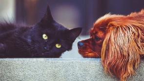 Tipperary pet owners are spending big on their cats and dogs this Christmas
