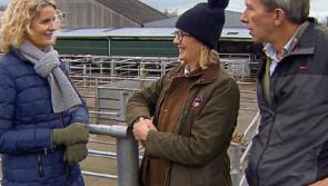 Tipperary cattle mart thriving again following tragic death of its owner in 2012