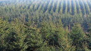 Tipperary's €2m paid out in forestry premium payments one of the highest in the country