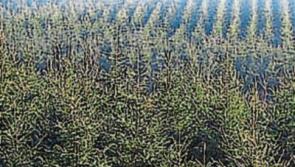 Money to grow on Tipperary trees for Premier County forest owners