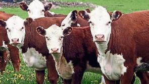 Tipperary farming: winter finishers are facing a ‘real financial crisis’