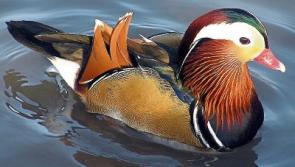 Rare Mandarin Duck spotted at Tipperary lake