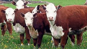 IFA to lobby Oireachtas members over beef crisis
