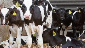 Tipperary farmers urged to be vigilant during calving season