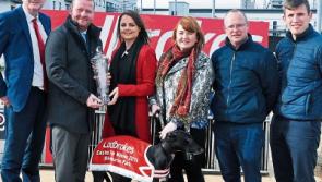 Tipperary dogs in contention for Ladbrokes Easter Cup at Shelbourne Park