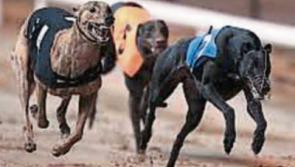 Three Tipperary greyhounds remain in contention for Easter Cup glory at Shelbourne Park