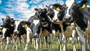 Tipperary farm leaders raise concerns over US demands for UK trade deal after Brexit