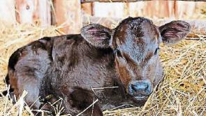Tipperary farmers urged to take time out to review busy calving season