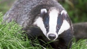 Tipperary farming: ICMSA raises concerns around TB programme
