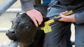 Tipperary farmers get tips for the tagging season