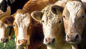 Tipperary farmers continue protests despite court injunction