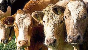 Tipperary farming: Beef comments welcomed, but support still required