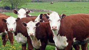 Tipperary IFA presidential candidate says €100m beef aid is 'not enough'