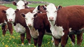Tipperary farming: Beef Plan calls for State income supports through direct payments