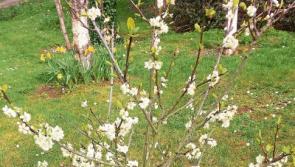 Explore the wildlife on our doorstep in Tipperary at community event in Clonmel