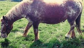 Sadness as popular Tipperary horse Paul taken from its Fethard home