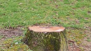 Councillor calls on Tipperary Co. Council to replace felled Carrick-on-Suir trees