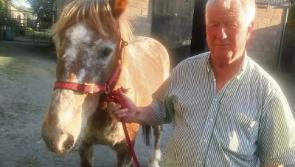 Tipperary horse taken from its Fethard home found safe and well in Co. Waterford