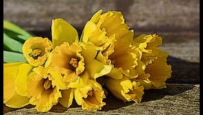 Four Tipperary areas say thank you for huge sum raised for Daffodil Day