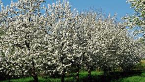 ‘Blossom memory walk’ for Cashel's Golden road 