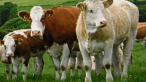 Tipperary farming: Angry reaction to EU’s Mercosur deal on beef