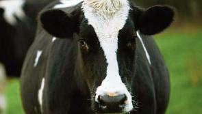 Tipperary farmers encouraged to be smarter milkers