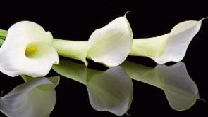 The late Sarah Ryan of Kilbreedy, Ardmayle had great strength of character