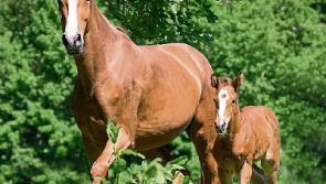 Unique link-up between thoroughbred horse breeders and Tipperary local enterprise office